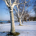 Line Of Birches